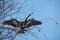 Portrait of an Anhinga