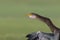 A portrait of an anhinga Anhinga anhinga warming up in the sun.With a green background of a golf course.