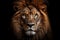 Portrait animal big africa face dark nature kenya noble cat lion predator