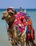 Portrait animal camel egypt against the background of the sea and sky