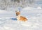 Portrait of the animal little red Corgi puppy walks in the Sunny winter pack in deep white snow