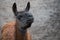 Portrait of an animal llama, close-up. A dark brown llama