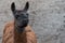 Portrait of an animal llama, close-up. A dark brown llama