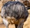 Portrait of animals, Big bird, close up of the feathered behind of Greater Rhea. Rhea americana