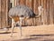 Portrait of animals, Big bird, Greater Rhea. Rhea americana