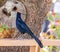 Portrait of animals, Blue bird perhaps Great-tailed grackle with a red seed or food in its beak