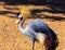 Portrait of animals, the grey crowned crane, the African crowned crane, the golden crested crane