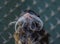 Portrait of animals, large bird, close up of the face of a mustachioed monkey, Saguinus imperator, Emperor Tamarin.