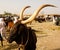 Portrait of ankole-watusi bighorned bull, Agadez cattle market, Niger