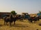 Portrait of ankole-watusi bighorned bull, Agadez cattle market, Niger