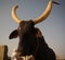 Portrait of ankole-watusi bighorned bull, Agadez cattle market, Niger