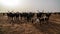 Portrait of ankole-watusi bighorned bull at InGall village, Agadez, Niger