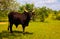 Portrait of ankole-watusi bighorned bull , oasis Dogon Tabki ,Dogondoutchi, Niger