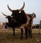 Portrait of ankole-watusi bighorned bull at Zinder cattle market, Niger