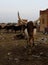 Portrait of ankole-watusi bighorned bull at Zinder cattle market, Niger