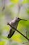 Portrait of Anna`s Hummingbird