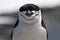 Portrait of Antarctic penguin Chinstrap or Antarctic summer