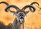 Portrait of antelope with beautiful horns. Close-up. Botswana. Okavango Delta.