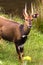 Portrait of antelope Bushbuck. Aberdare, Kenya