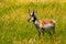 Portrait of an Antelope in a field
