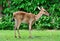 Portrait antelope on green grass have bush background