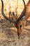 Portrait of antelope. Head of impala. Samburu