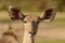 Portrait of antelope kudu female front