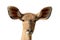 Portrait of antelope kudu female front white background