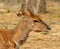 Portrait of antelope kudu young male