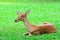 Portrait antelope resting on green grass background