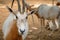 Portrait of an antelope of Sahara Oryx