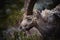 Portrait of antler Alpine Ibex, Capra ibex, with rocks in background,