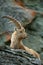 Portrait of antler Alpine Ibex, Capra ibex, with rocks in background, France