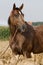 Portrait of Appaloosa horse