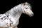 Portrait of the Appaloosa horse or pony