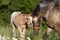 Portrait of appaloosa mare with foal