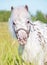 Portrait of Appaloosa pony