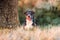 Portrait of appenzeller mountain dog, lying on the summer field, natural light