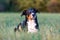 Portrait of appenzeller mountain dog, lying on the summer field, natural light