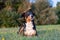 Portrait of appenzeller mountain dog, lying on the summer field, natural light