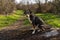 Portrait of a appenzeller mountain dog sitting on a fallen tree trunk