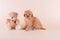 Portrait of apricot puppy toy poodle