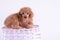 Portrait of apricot puppy toy poodle