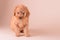 Portrait of apricot puppy toy poodle