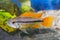Portrait of aquarium fish - Cockatoo cichlid Apistogramma cacatuoides in aquarium