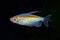 Portrait of aquarium fish - Congo tetra Phenacogrammus interruptus on black background