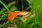 Portrait of aquarium fish - guppy Poecilia reticulata in aquarium