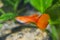 Portrait of aquarium fish - guppy Poecilia reticulata in aquarium