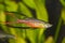 Portrait of aquarium fish - Threadfin rainbowfish Iriatherina werneri in aquarium