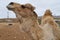 A portrait of an Arabian camel